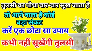 अगर आपकी तुलसी बार बार सूख जाती है तो तुलसी के पास करें छोटा सा काम कभी नहीं सूखेगी तुलसी | Tulsi