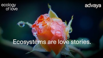 Ecology of Love with Dr Andreas Weber: An Online Course