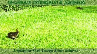 A Springtime Stroll Through Nature Ambience