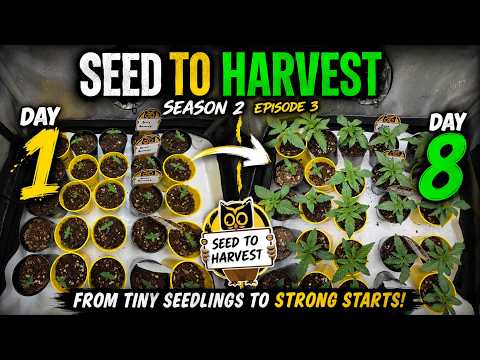 EP|3 Day 8 Seedlings