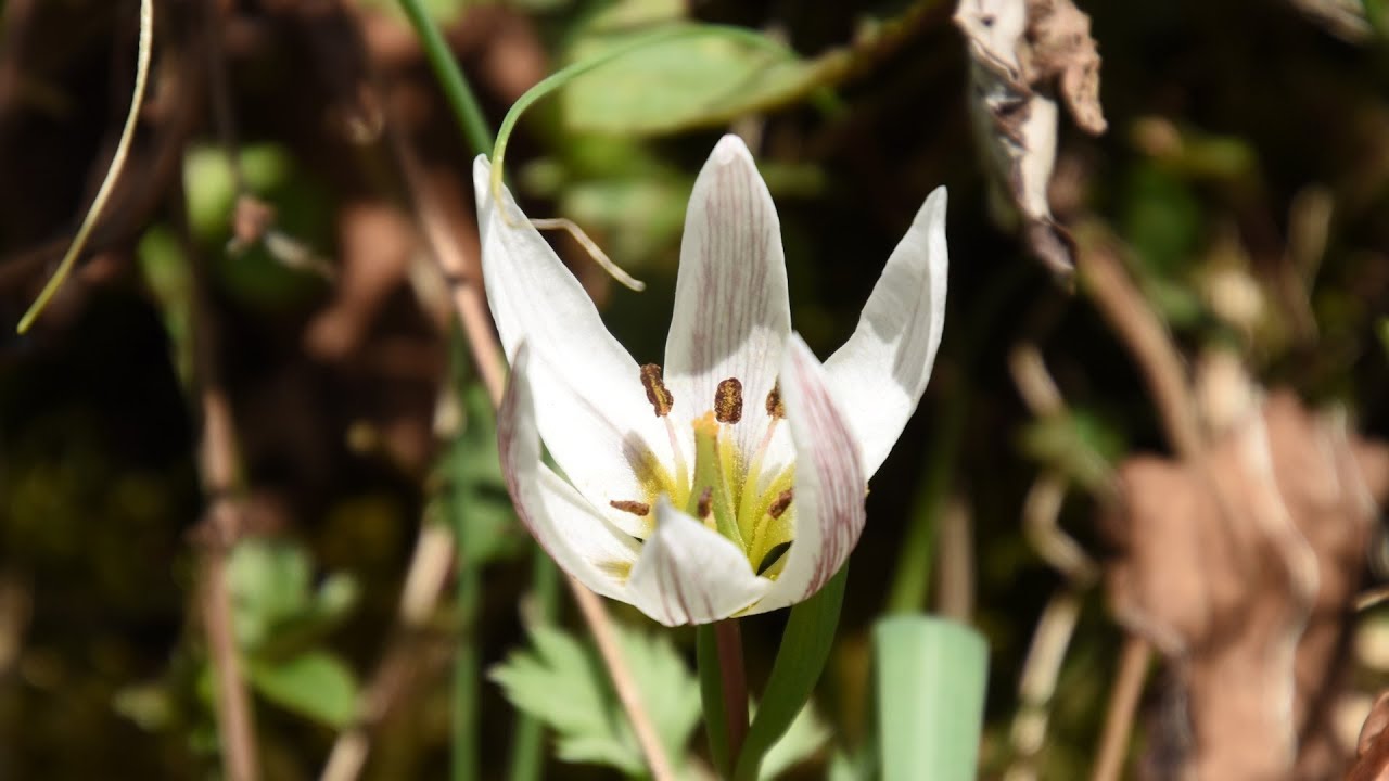 山野草 春編 15 春の妖精 アマナ Youtube