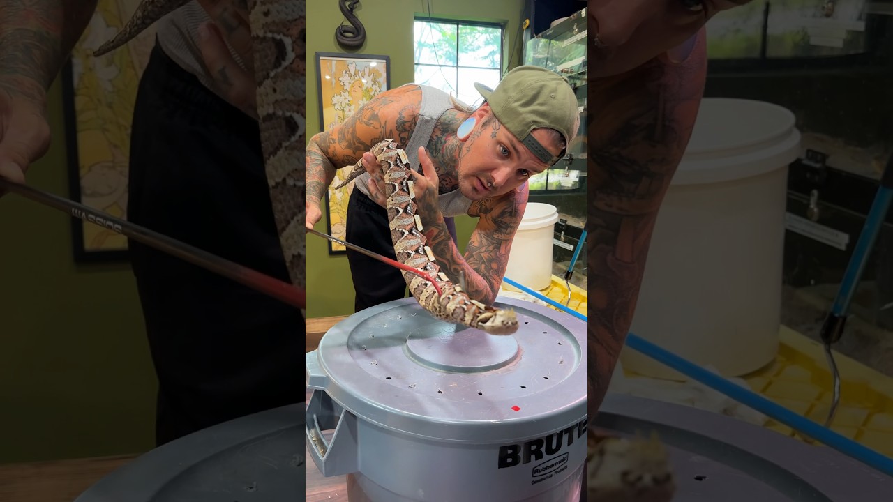 RARE HYBRID VIPER 🔥 How insane are these colors!! 