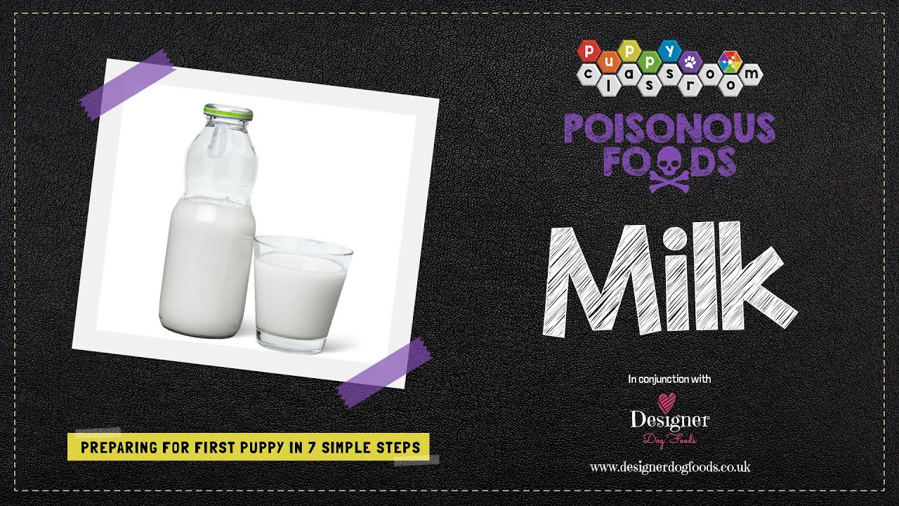 Can Dogs Eat Milk? YouTube