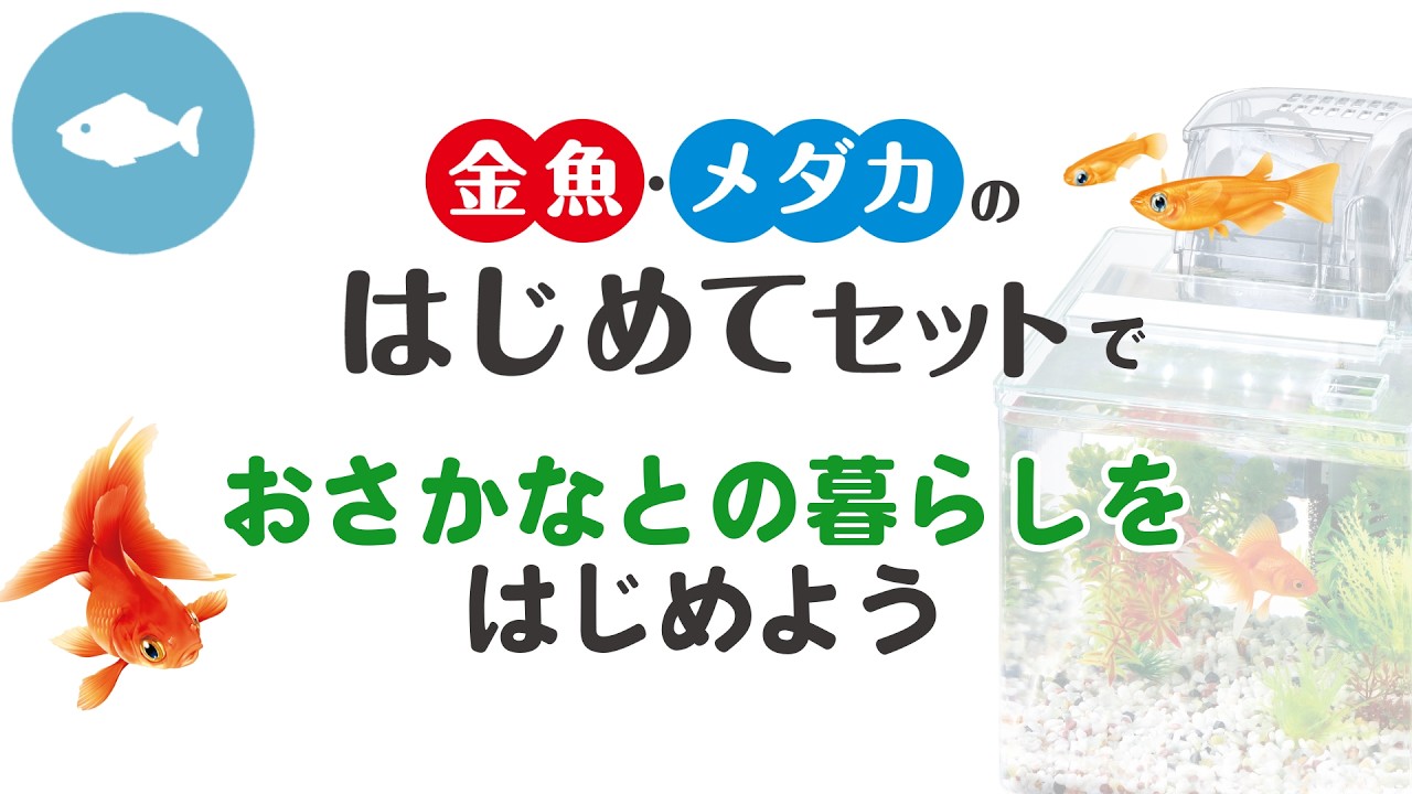 【本日お渡し可能】メダカ、金魚の飼育セット 金魚・メダカの飼育方法🐟】充実のセット内容で安心して飼育が始め
