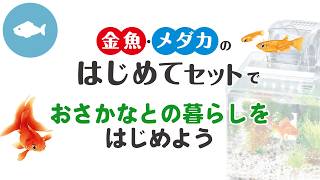 金魚・メダカのはじめてセット GKM-18 | ジェックス株式会社