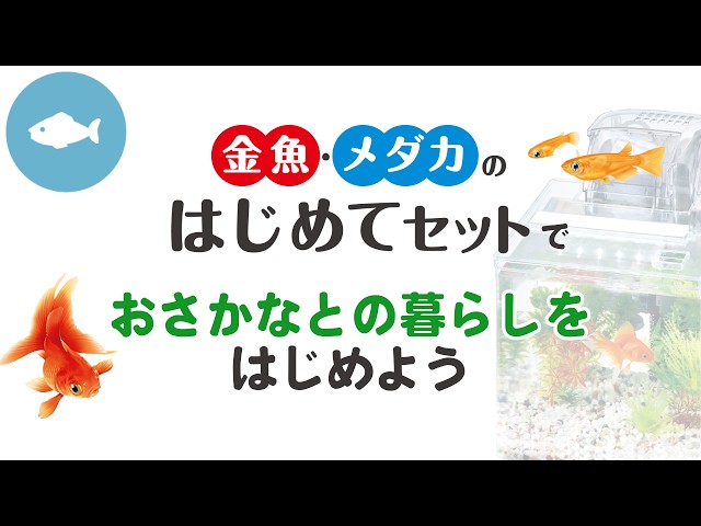 飼育舟FRP×2セット 金魚やメダカ飼育に 飼育舟FRP×2セット 金魚やメダカ飼育にの通販はau PAY マーケット