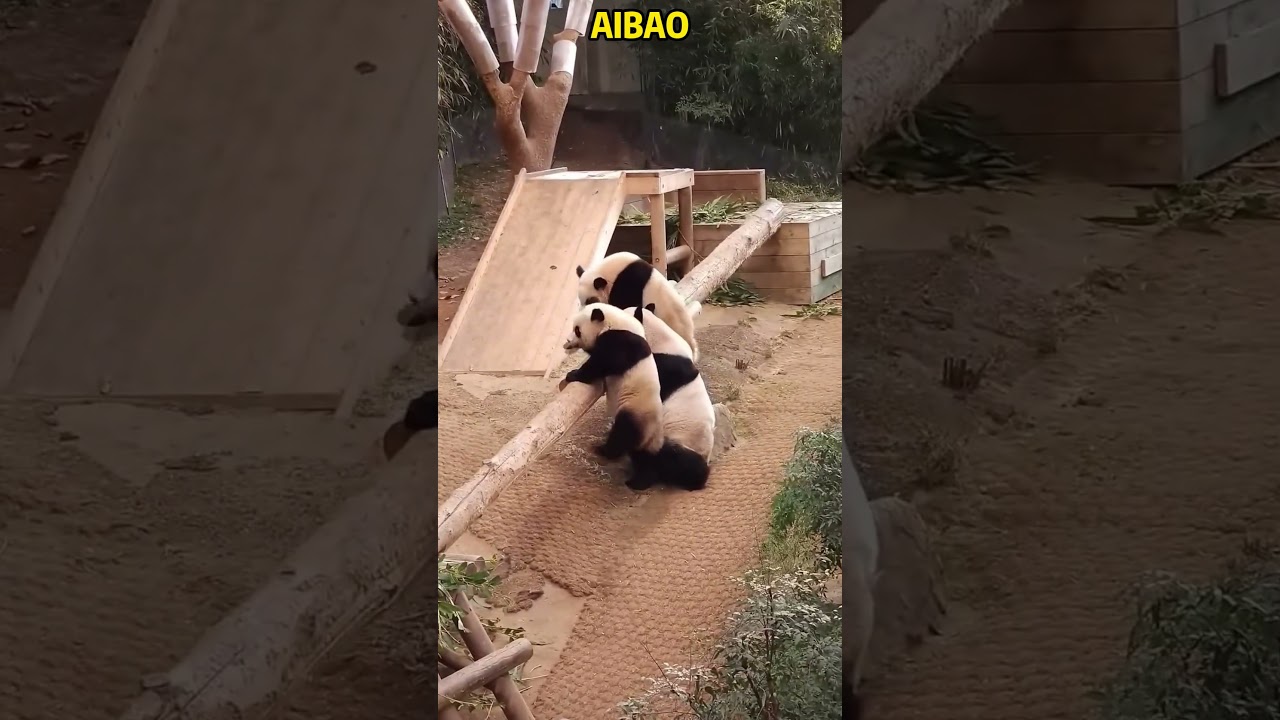 爱宝和双胞胎，睿博士知道踩石头，小光军抬腿没上去 