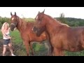 Horse breeding special