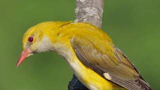 Madárhangok: Sárgarigó /Oriolus oriolus/Eurasian golden oriole