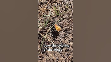 Big One #metal #metalcore #music #newmusic #rock #nature #bug