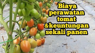 part 63,Biaya perawatan tomat  perbatang dan keuntungan bersih sekali panen