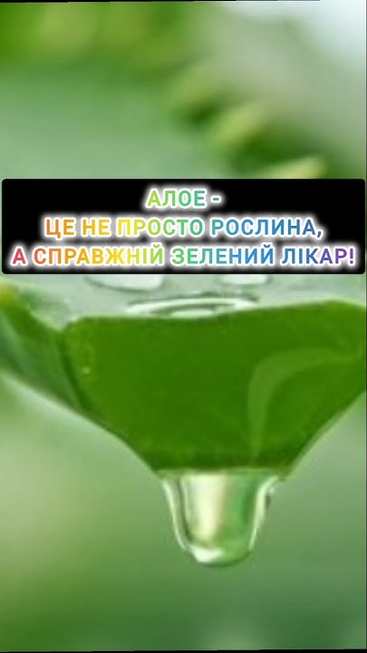 Цікаві факти про алое #алое #алоевера #фактипроалое - YouTube