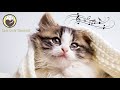 Cat Music - Peaceful Harp Music that Cats Love 24/7