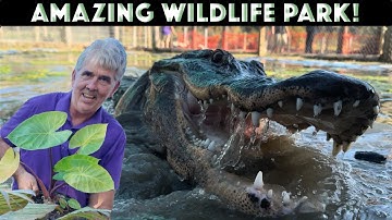Wildlife Park Tour and Received Rescue Alligator bitten by Alligator Snapping Turtle.