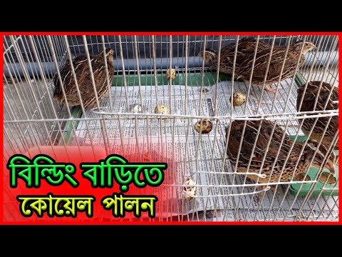 ভিডিও: 3 টি উপায় তাদের মায়েরা পরিত্যাগ করা বাচ্চাদের যত্ন নেওয়ার