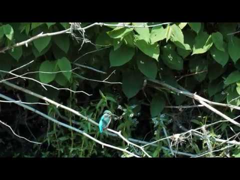 スナップ動画_Snapvideo「川べりの下の川蝉」