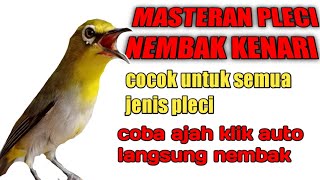 MASTERAN PLECI NEMBAK KENARI jernih !!