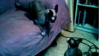 Sphynx cat fight, the revenge by Gaby 848 views 11 years ago 1 minute, 23 seconds