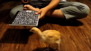 Clicker Training Chickens