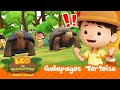 TORTOISE RACE!! Who will WIN?! 🐢💯 | Galapagos Tortoise | Leo the Wildlife Ranger | #compilation