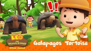 TORTOISE RACE!! Who will WIN?!  | Galapagos Tortoise | Leo the Wildlife Ranger | #compilation