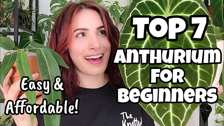 Top 7 Easy & Affordable Anthurium for Beginners!! 🌿 best way to start your collection 🖤