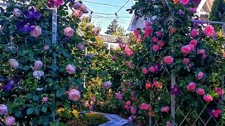 Плетистые розы в фарфоровом саду