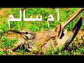 ام سالم | القبرة الهدهديه "طائر المكاء" الصحراوي المغرد - لأول مره يتم تربيتها@تعرف عليهاواسمع صوتها