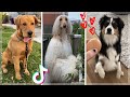 These might be the Cutest Doggos on TikTok ~ Try not to say awwww! 🥰