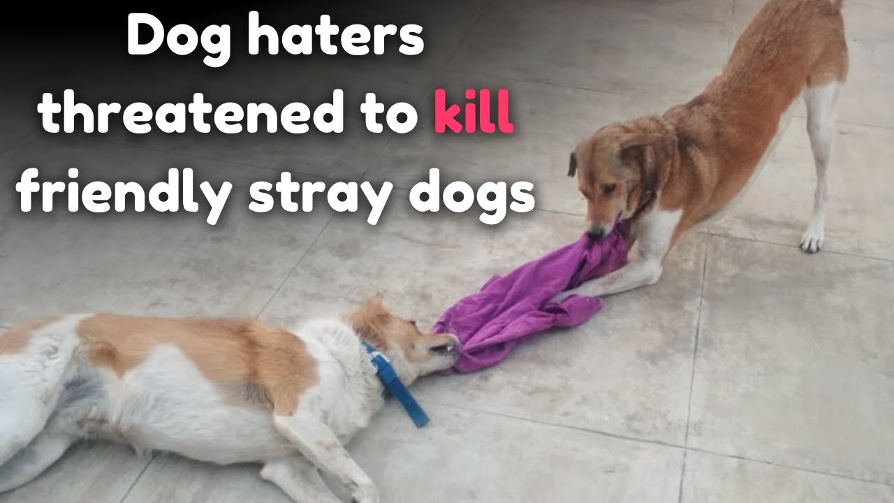 Dog haters threatened to kill friendly stray dogs YouTube