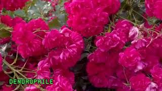 Beautiful & Attractive Colors of Roses / Stunning Rose Flowers #Nature's Beauty#youtubevideo 