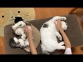 甘え方が瓜二つな親子の猫