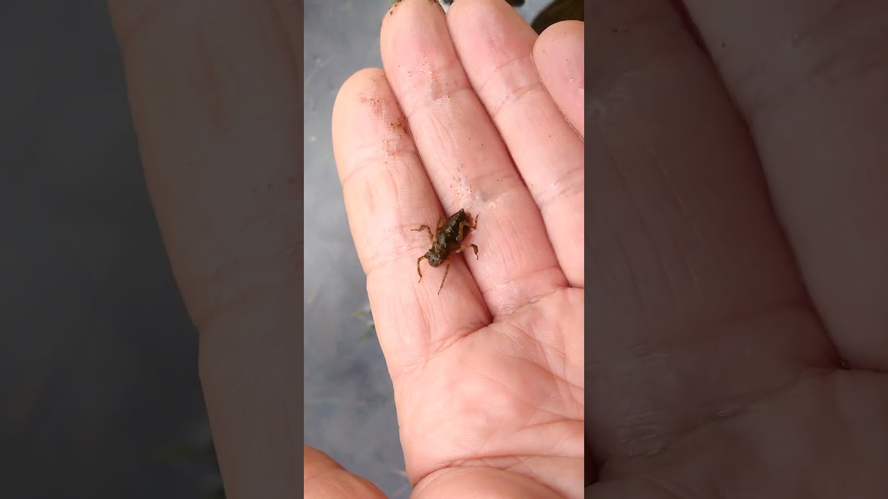 Four-spotted chaser dragonfly nymph