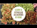 Learn how to Propagate Aglaonema at Home | Aglaonema Plant Propagation