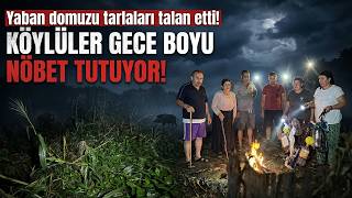 Artvin’de Domuz Paniği “Sıra Bize Geldi, Bizi Yiyecek Diye Korkuyoruz”
