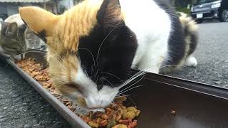 猫寺の朝ごはん、ウマイウマイ言って食べてます。