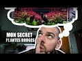 MON SECRET POUR DES PLANTES ROUGES EN AQUARIUM!