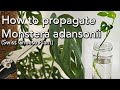 How to propagate monstera adansonii  swiss cheese plant or monkey mask in water or soil