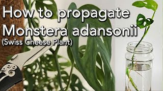 Cara Memperbanyak Monstera adansonii (Tanaman Keju Swiss atau Topeng Monyet) di Air atau Tanah.