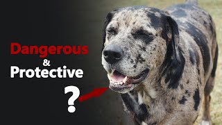 DANGEROUS &amp; PROTECTIVE? THE CATAHOULA LEOPARD DOG