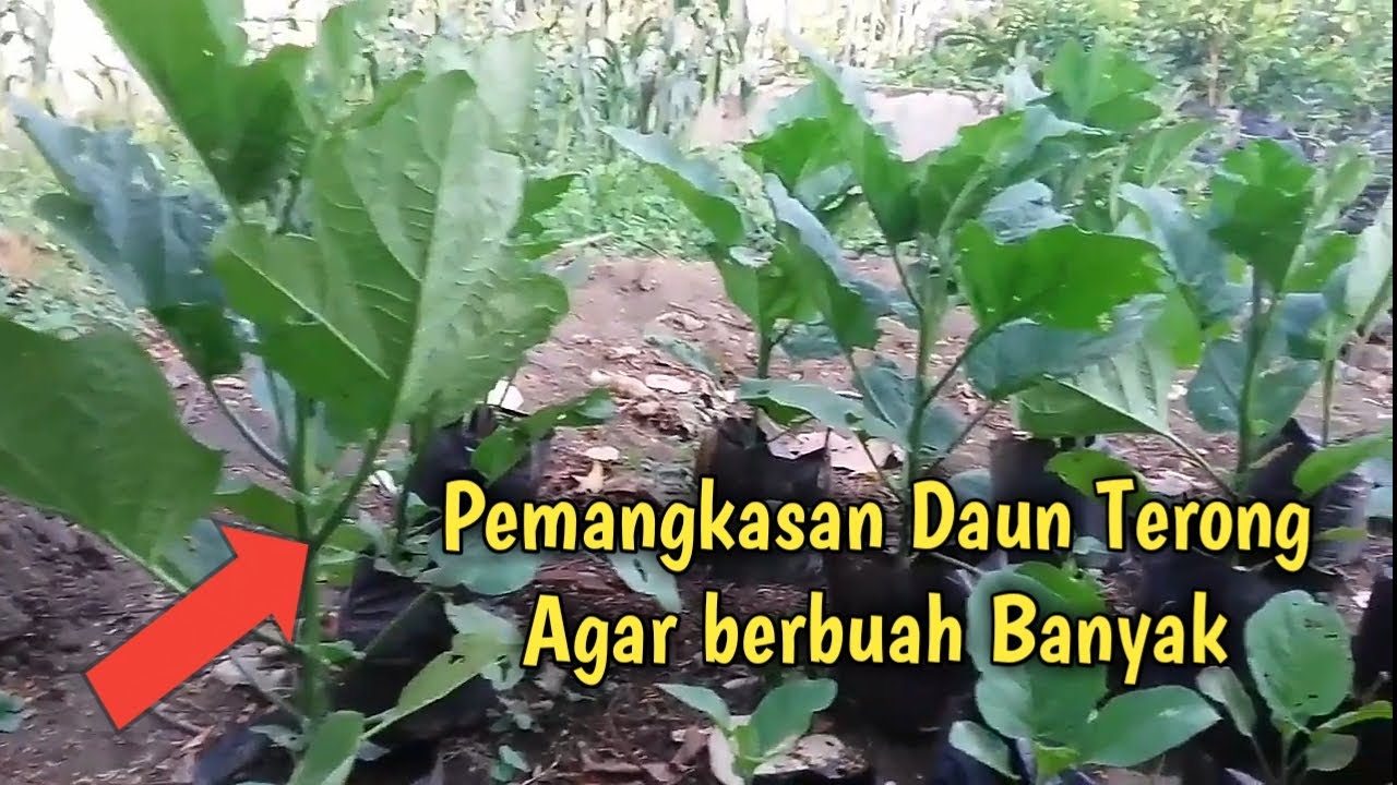 Teknik Pemangkasan Daun Terong  Agar Berbuah Banyak YouTube