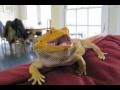 Sparky the bearded dragon