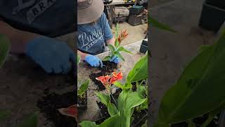 Splitting cannas (Golden Flame) #garden #gardeningplants #cannacommunity #plants #cannaqueen #shorts