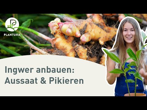 Ingwer anbauen: Ingwer im Topf ziehen (Anleitung)