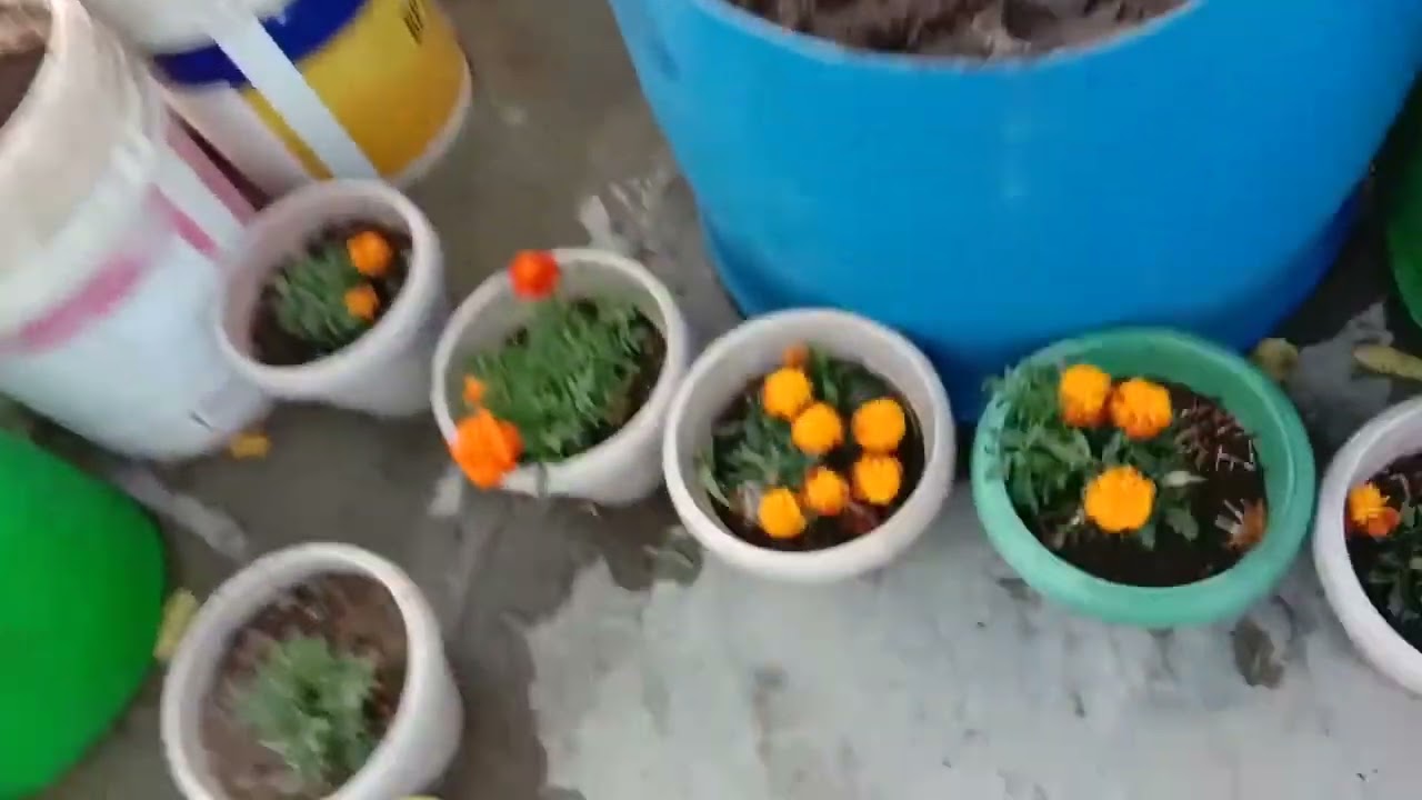 Garden Tour | New Style Garden | Vegetables , Fruit and Flowers 