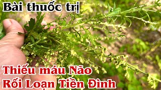 Bài thuốc trị Thiếu máu Não, Rối Loạn Tiền Đình. PHAN HẢI Channel