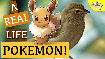 Jaké zvíře je Eevee?