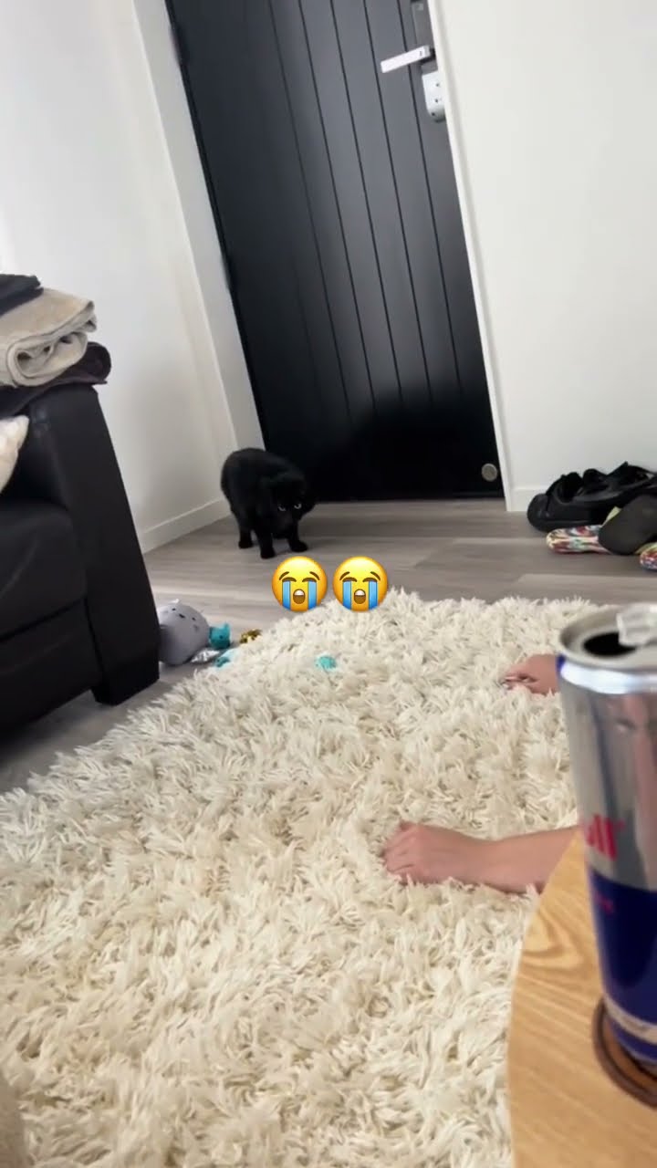Kittyo with a polite jumpy