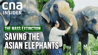 Will India’s Asian Elephants Go Extinct? | The Mass Extinction (Part 1/2 Full Episode)