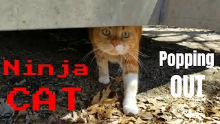 Ninja Cat Popping Out of Places | 忍者猫 by The Cat Who Knows Words 69 views 3 years ago 32 seconds
